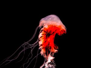 Preview wallpaper jellyfish, tentacles, red, creature, underwater