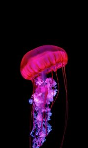 Preview wallpaper jellyfish, tentacles, red, underwater