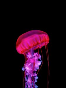 Preview wallpaper jellyfish, tentacles, red, underwater