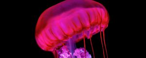 Preview wallpaper jellyfish, tentacles, red, underwater