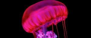 Preview wallpaper jellyfish, tentacles, red, underwater