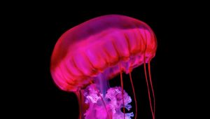 Preview wallpaper jellyfish, tentacles, red, underwater