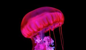 Preview wallpaper jellyfish, tentacles, red, underwater