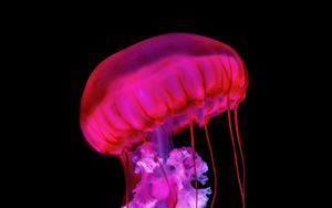 Preview wallpaper jellyfish, tentacles, red, underwater