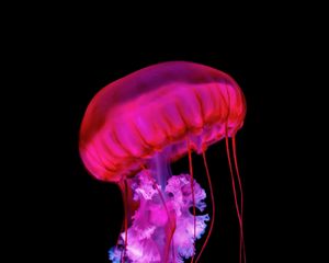 Preview wallpaper jellyfish, tentacles, red, underwater