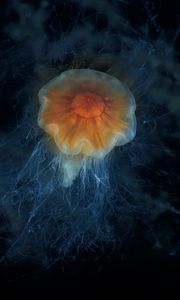 Preview wallpaper jellyfish, tentacles, sea, underwater, depth