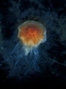 Preview wallpaper jellyfish, tentacles, sea, underwater, depth