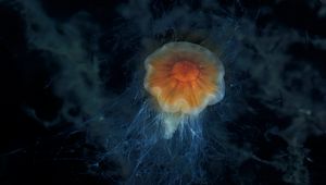 Preview wallpaper jellyfish, tentacles, sea, underwater, depth