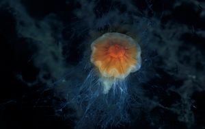 Preview wallpaper jellyfish, tentacles, sea, underwater, depth