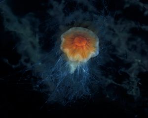 Preview wallpaper jellyfish, tentacles, sea, underwater, depth