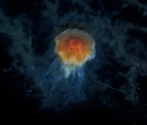 Preview wallpaper jellyfish, tentacles, sea, underwater, depth