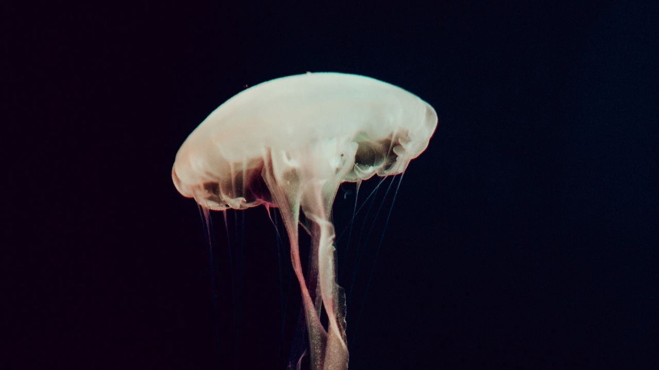 Wallpaper jellyfish, tentacles, sea, depth, dark