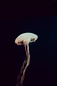 Preview wallpaper jellyfish, tentacles, sea, depth, dark