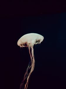 Preview wallpaper jellyfish, tentacles, sea, depth, dark