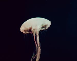 Preview wallpaper jellyfish, tentacles, sea, depth, dark