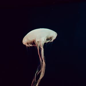 Preview wallpaper jellyfish, tentacles, sea, depth, dark