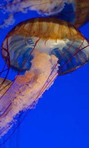 Preview wallpaper jellyfish, tentacles, sea, water, underwater