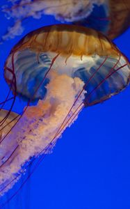 Preview wallpaper jellyfish, tentacles, sea, water, underwater