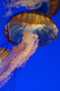 Preview wallpaper jellyfish, tentacles, sea, water, underwater