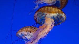 Preview wallpaper jellyfish, tentacles, sea, water, underwater