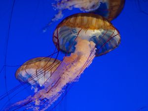 Preview wallpaper jellyfish, tentacles, sea, water, underwater