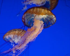 Preview wallpaper jellyfish, tentacles, sea, water, underwater