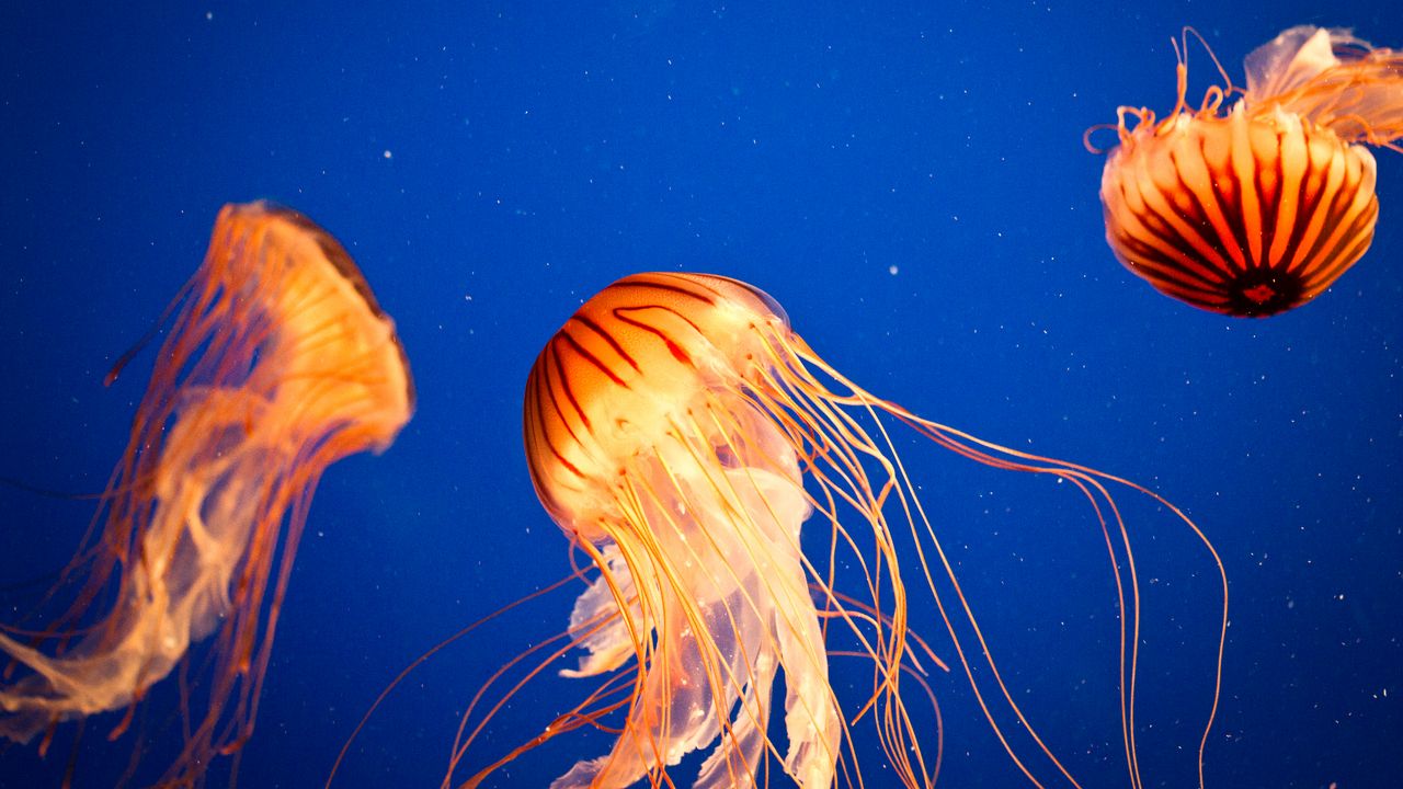 Wallpaper jellyfish, tentacles, sea, underwater world