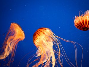 Preview wallpaper jellyfish, tentacles, sea, underwater world