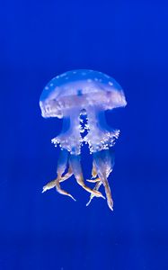 Preview wallpaper jellyfish, tentacles, swim, underwater world