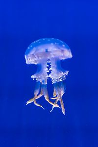 Preview wallpaper jellyfish, tentacles, swim, underwater world