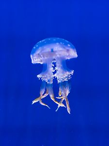 Preview wallpaper jellyfish, tentacles, swim, underwater world