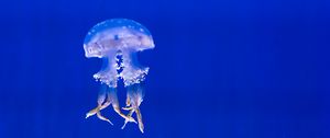 Preview wallpaper jellyfish, tentacles, swim, underwater world