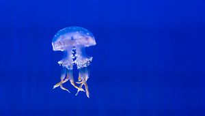 Preview wallpaper jellyfish, tentacles, swim, underwater world