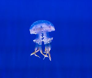 Preview wallpaper jellyfish, tentacles, swim, underwater world
