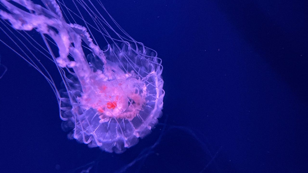 Wallpaper jellyfish, tentacles, transparent, water, underwater