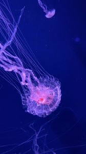 Preview wallpaper jellyfish, tentacles, transparent, water, underwater