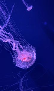 Preview wallpaper jellyfish, tentacles, transparent, water, underwater