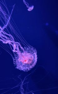 Preview wallpaper jellyfish, tentacles, transparent, water, underwater