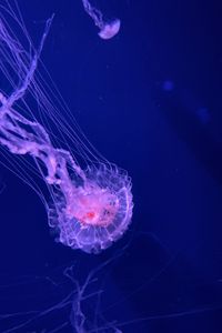 Preview wallpaper jellyfish, tentacles, transparent, water, underwater