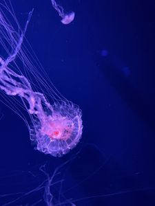 Preview wallpaper jellyfish, tentacles, transparent, water, underwater