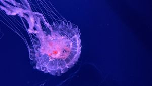 Preview wallpaper jellyfish, tentacles, transparent, water, underwater