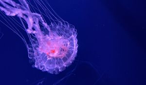 Preview wallpaper jellyfish, tentacles, transparent, water, underwater