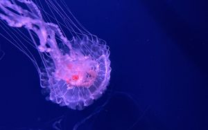 Preview wallpaper jellyfish, tentacles, transparent, water, underwater