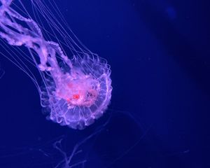 Preview wallpaper jellyfish, tentacles, transparent, water, underwater