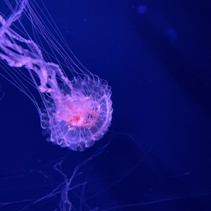 Preview wallpaper jellyfish, tentacles, transparent, water, underwater