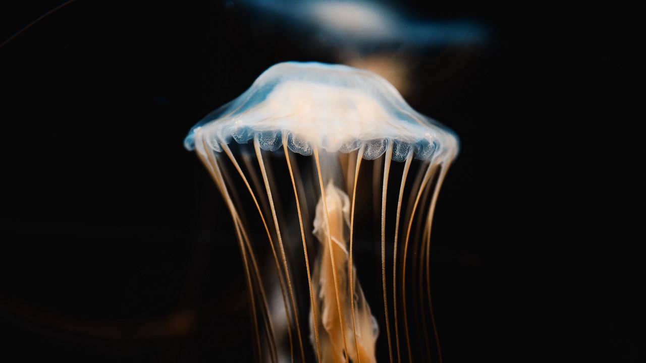 Wallpaper jellyfish, tentacles, transparent, underwater world