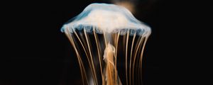 Preview wallpaper jellyfish, tentacles, transparent, underwater world