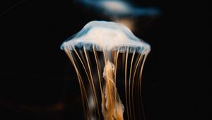 Preview wallpaper jellyfish, tentacles, transparent, underwater world