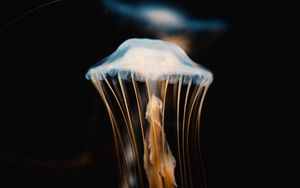 Preview wallpaper jellyfish, tentacles, transparent, underwater world