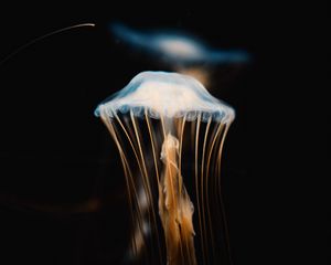 Preview wallpaper jellyfish, tentacles, transparent, underwater world